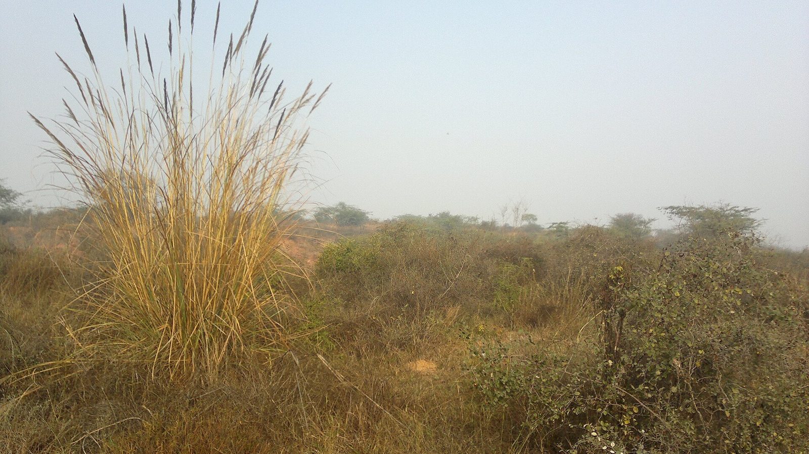 Aravalli Biodiversity Park