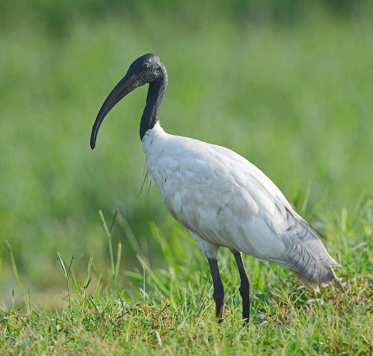 Basai Wetland