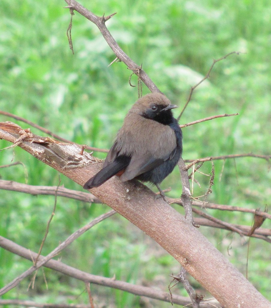 Bhindawas Wildlife Sanctuary