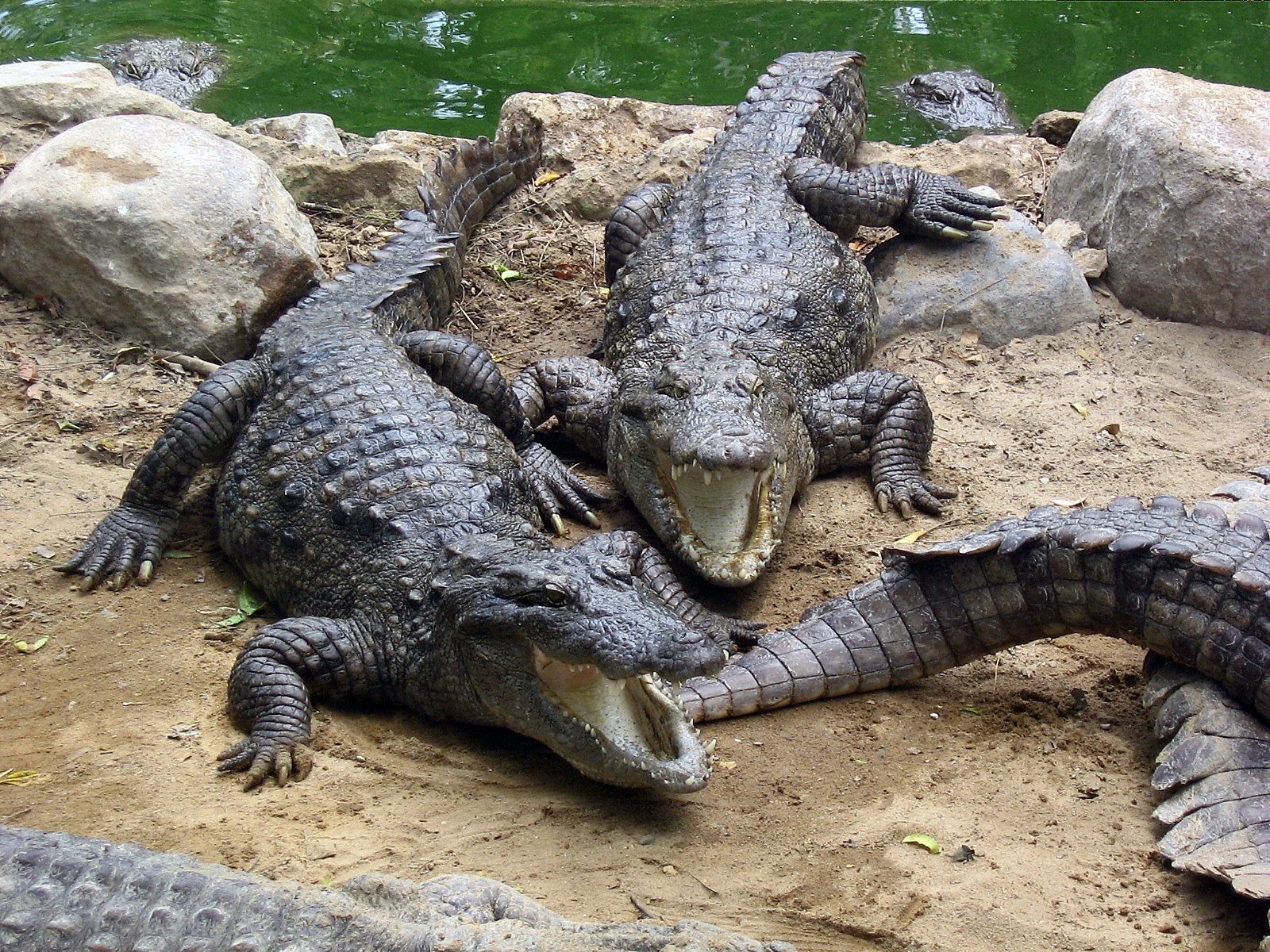 Bhor Saidan Crocodile Breeding Centre