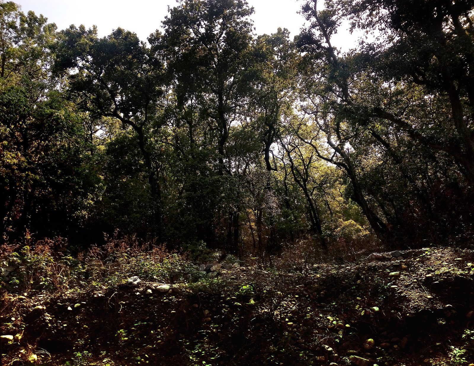 Kalesar National Park