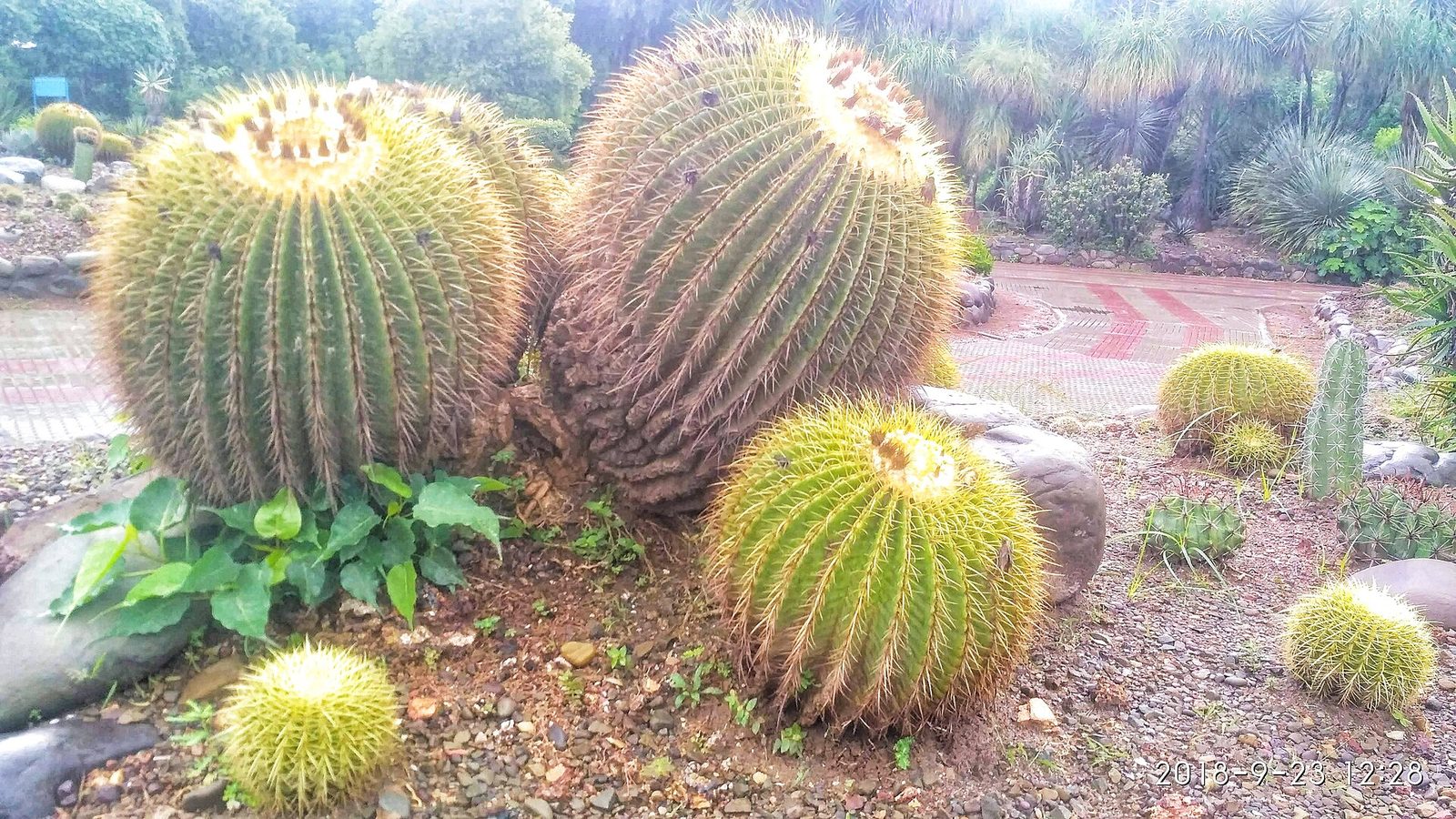 National Cactus and Succulent Botanical Garden (Cactus Garden)