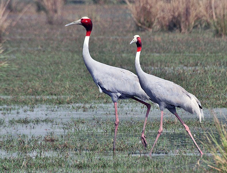 Sultanpur National Park — photo 2