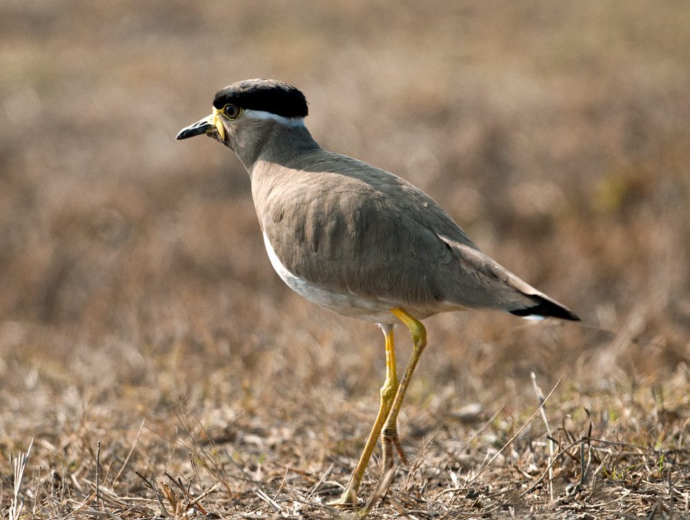 Sultanpur National Park — photo 3