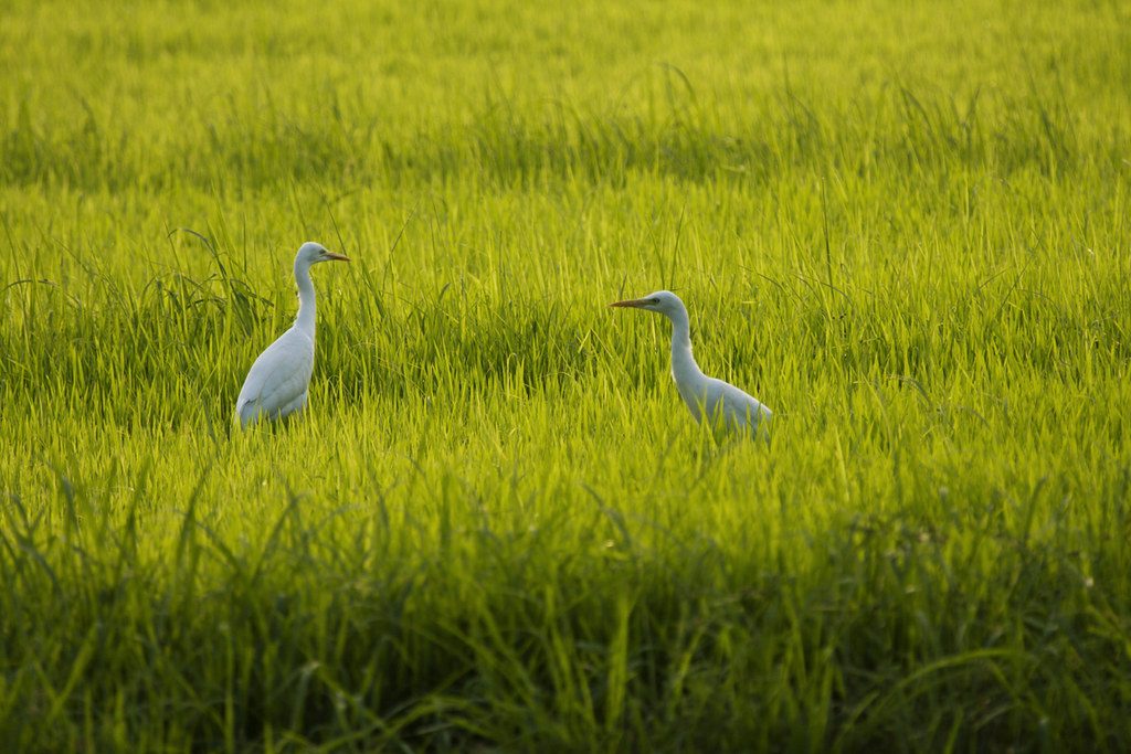 Sultanpur National Park Guided Birding Tour